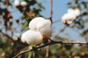 Organic Cotton Farm visited by SupplyCompass